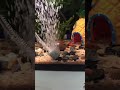 The crab found its way to enjoy