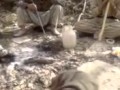 مه هدی فه عا