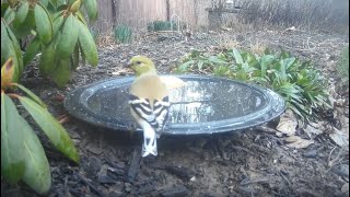 Bird Bath, February 28, 2024 by Alex P 190 views 1 month ago 1 minute, 50 seconds