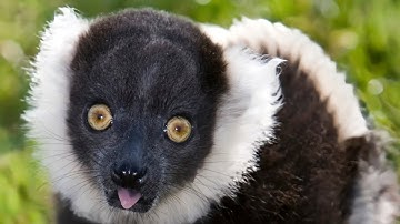 Discovering the unique world of black and white ruffled lemurs