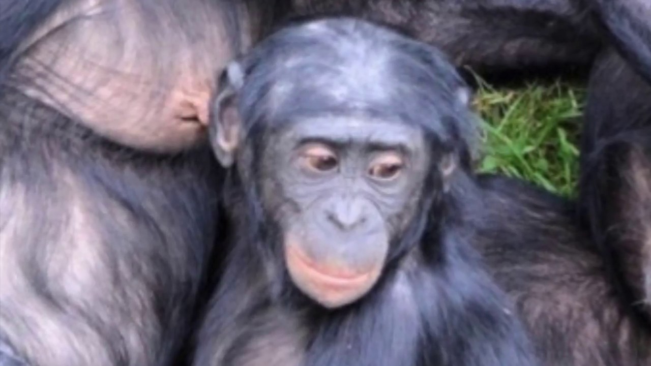 Happy Bonobos / sonatine