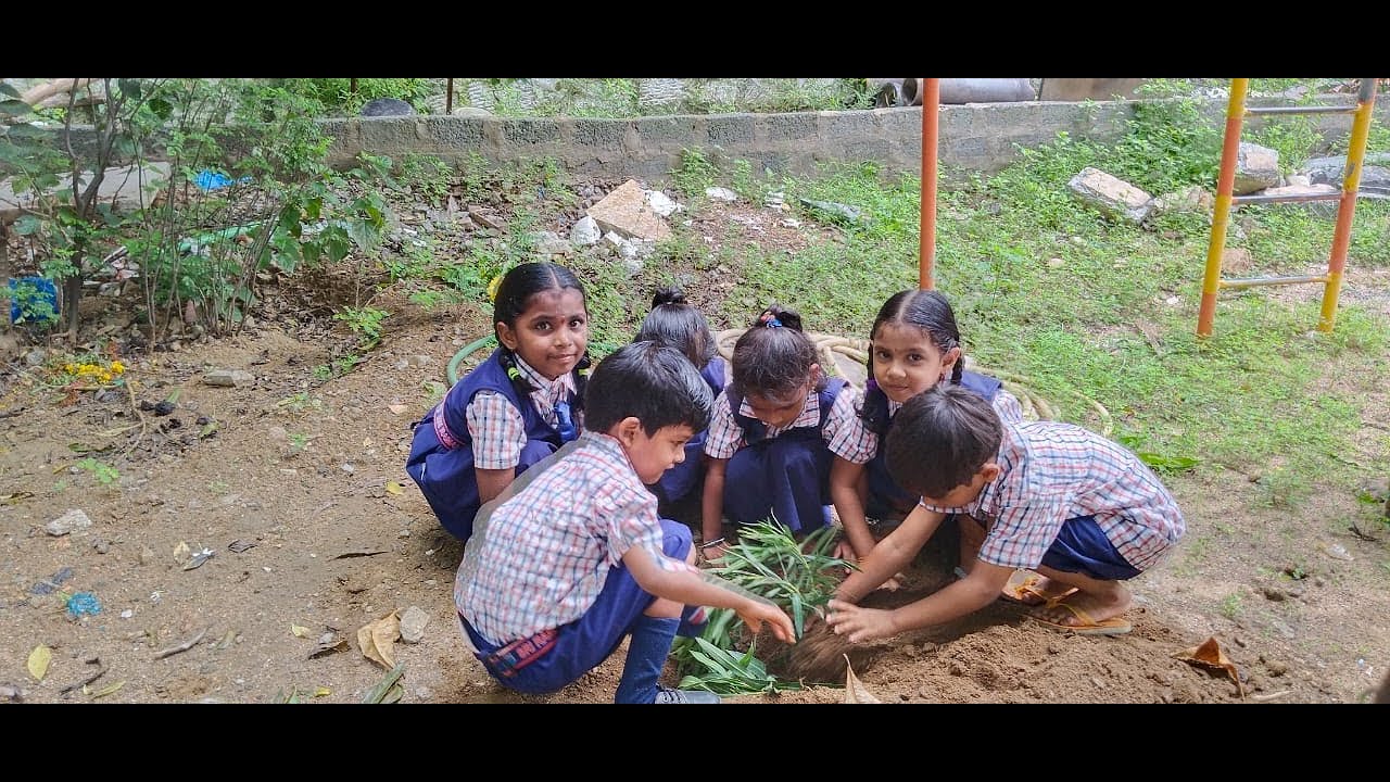 Haritha haram by pre-primary students 2023 24