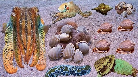 Con Mực Nang Này Rất Mạnh, Gặp Ổ Ốc Tỏi Nằm Nhiều Trong Giờ Cuối | Cảnh 86