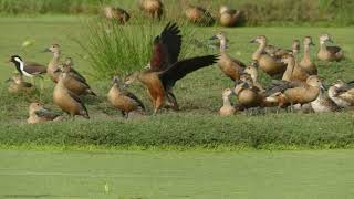 FLOCKS OF LESSER WHISTLING DUCKS SIGHTED ON 5TH JANUARY 2020 AT PERUMBAKKAM