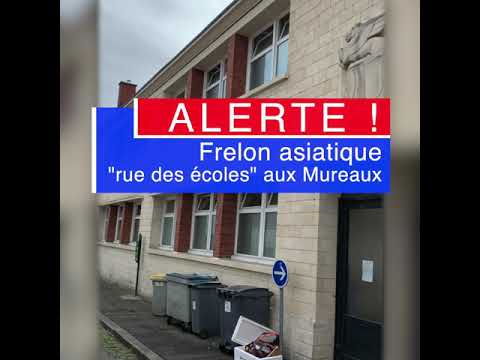 Frelon asiatique près d'une école au centre ville des Mureaux.