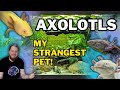 Axolotls all beginner questions answered tank setup feeding tankmates and more