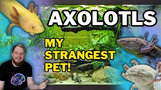 AXOLOTLS! (All Beginner Questions Answered!) Tank setup, Feeding, Tankmates and more. by Fish Shop Matt 19,406 views 1 month ago 19 minutes