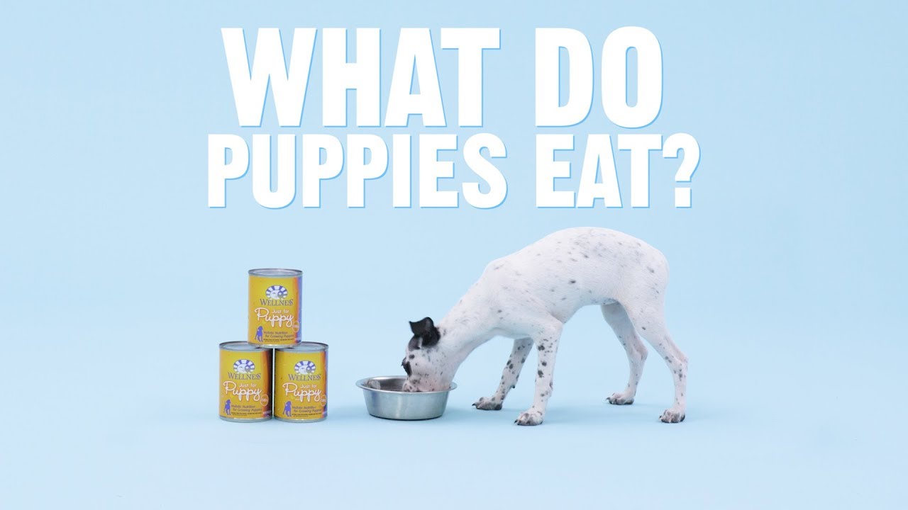 what do puppies eat