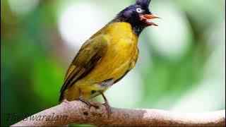 Kicau Suara Burung Cucak Kuning Gacor Untuk Pancingan