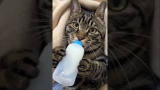 Котик пьёт молоко из бутылочки как ребёнок