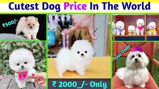 😱🧿 दुनिया का सबसे प्यारा कुत्ता | Cheapest Dogs | Pomeranian puppies | Teacup Dog | Pocket Dog price by Rajesh5G 22,457 views 3 months ago 3 minutes, 51 seconds