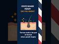 Hair Bulb Explained (Barber State Board Exam)