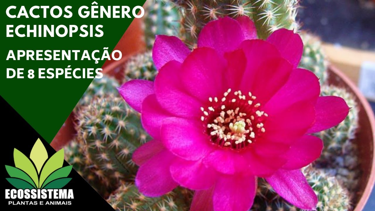 Cactos do Gênero Echinopsis - Apresentação de 8 espécies - thptnganamst.edu.vn