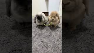 #satisfying #asmr #shortvideo #ai #slime #makeup #car #cat