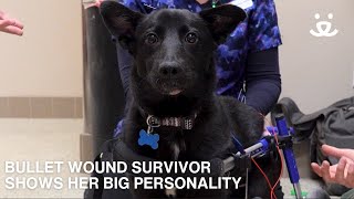 Bullet Wound Survivor Yazh Shows Her Big Personality! by Best Friends Animal Society 3,600 views 2 months ago 1 minute, 51 seconds