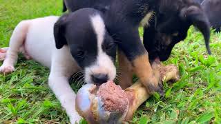 Cute puppies and kitten by Daniel's Channel - Artegia 561 views 1 year ago 4 minutes, 31 seconds