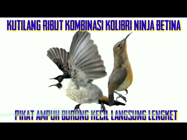 kutilang ribut kombinasi Kolibri ninja betina pikat kutilang liar dan burung kecil ampuh 100% class=