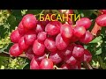 @Виноград Басанти – новый виноград, красный виноград  #shorts