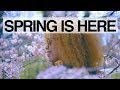 Spring is Here | Video test on Sony a6300 120fps + Sigma 30mm f/1.4 DC DN Lens