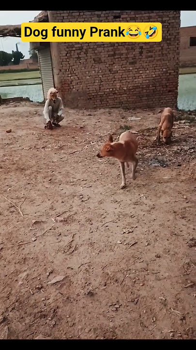 Dog Funny Prank Bast Prank #funny #comedy #funnyfacemask #jamsheiifun