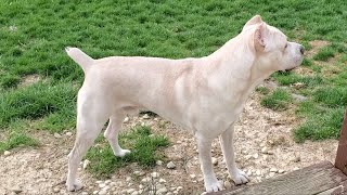 Rare White Cane Corso Protecting His Yard! by Shipley Cane Corso 37,193 views 4 years ago 2 minutes, 4 seconds