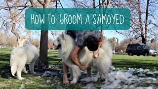 How I Groom My Samoyeds (How To: Dog Grooming)