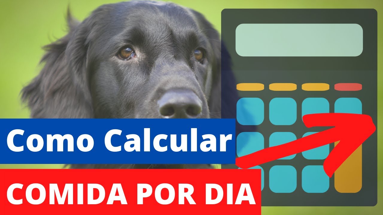 Como calcular a quantidade diária de comida natural passo a passo