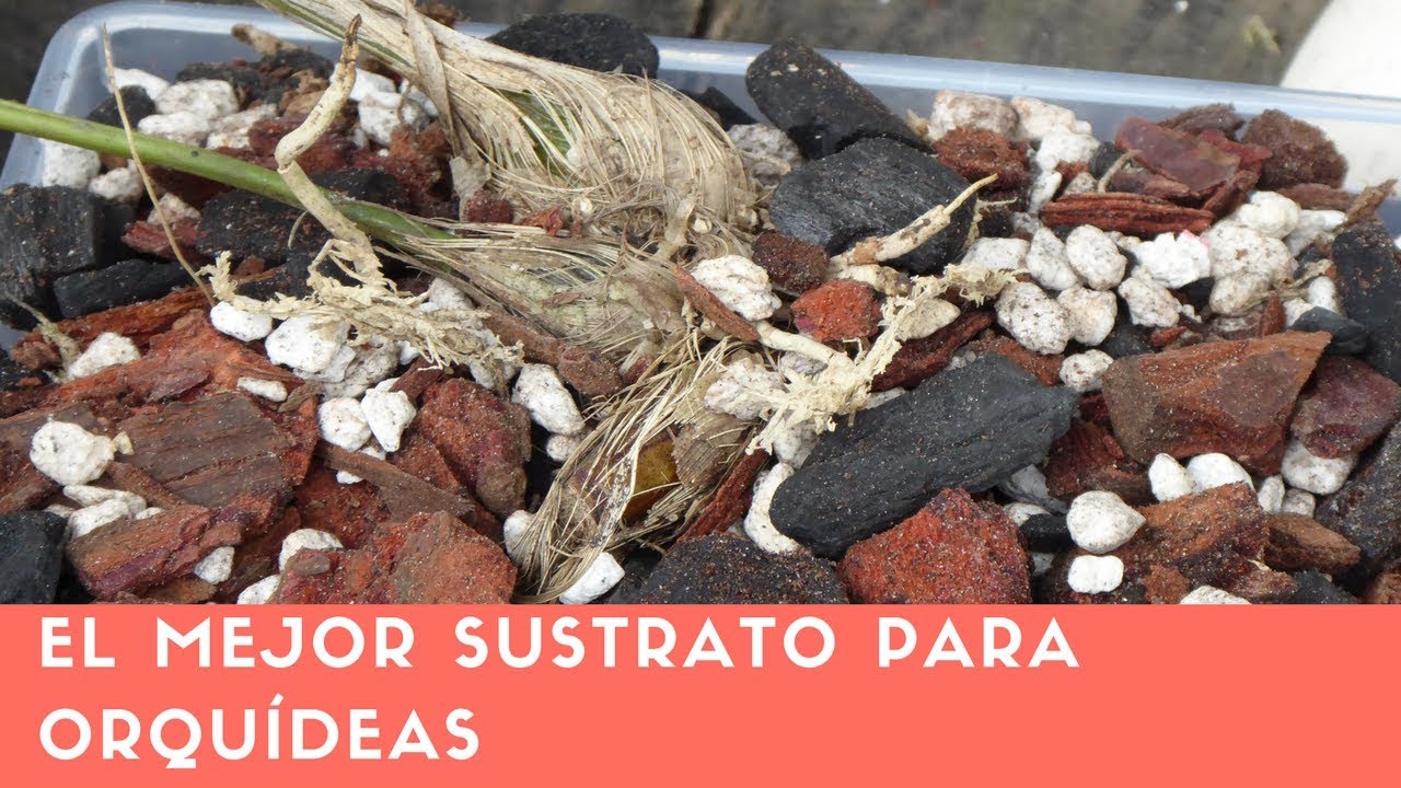 El mejor medio o sustrato para sembrar Orquídeas || Orquiplanet