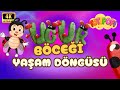 Uğur Böceğinin Yaşam Döngüsü Nasıl? | Yumurtadan Yetişkin Aşamaya Okul Öncesi Çocuk Eğitici Video