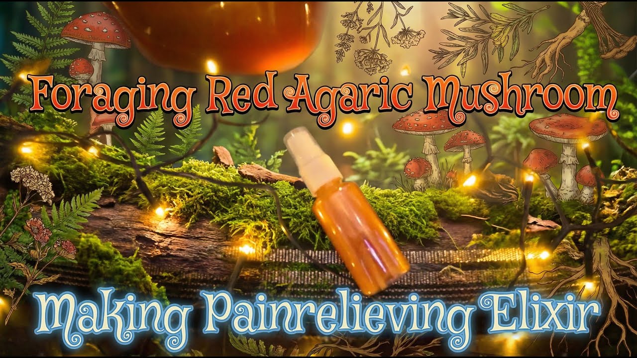 🍄Foraging Red Agaric Mushroom| Making Painrelieving elixir🧙