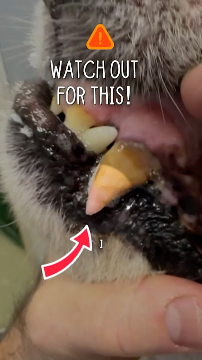 🦷Dead Dog Tooth?