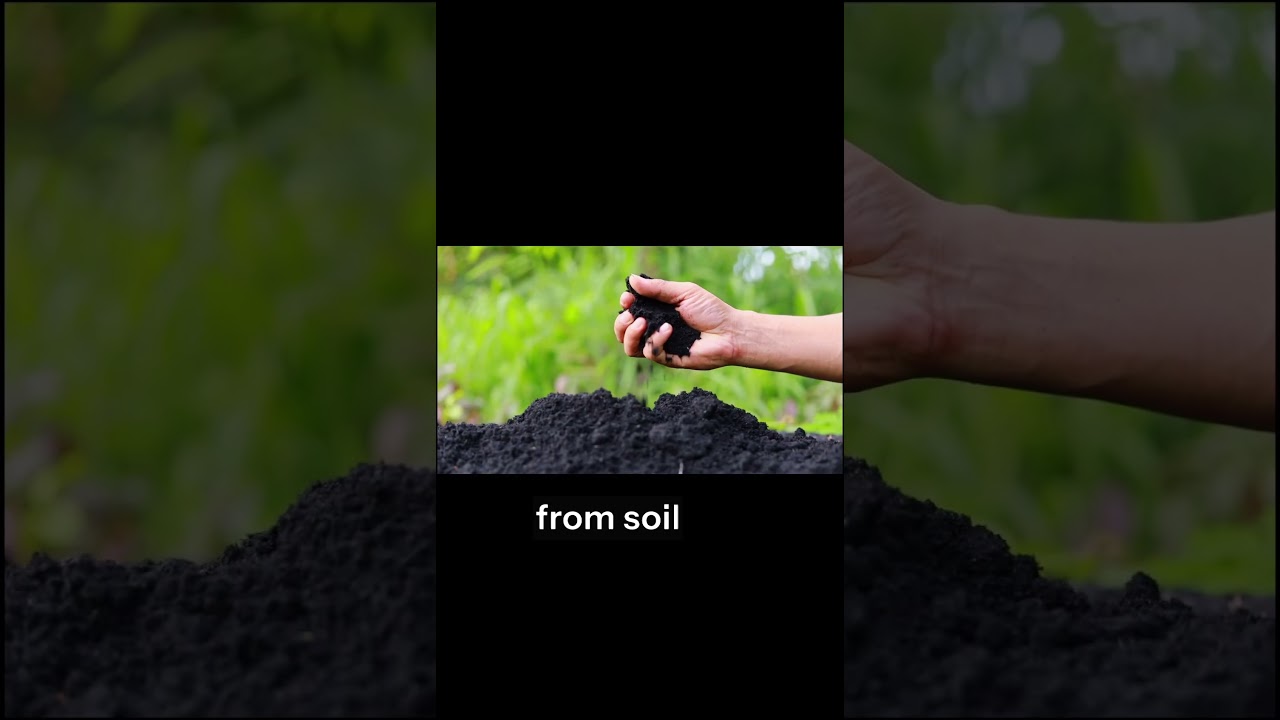 What is behind the smell of rain? 