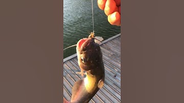 Channel catfish caught on dropshot fly, light tackle fishing | câu cá bông lau ở Mỹ | EZ TECH CLASS