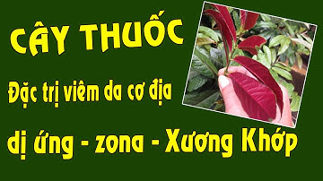 Cây Đơn lá đỏ giật mình với hiệu quả chữa bệnh viêm da cơ địa, dị ứng, xương khớp của nó