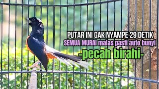 PANCINGAN murai batu GACOR FIGHTER melatih bongkar isian, Jadikan burung akan emosi cepat MARAH