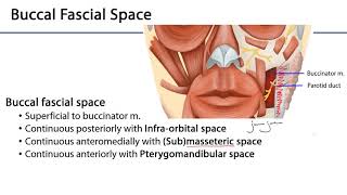 Face LO  Fascial Spaces