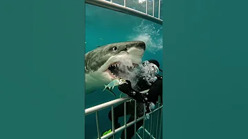 Great White Shark Lunges At Diver S Hand Insane Cage Dive Moment Marinelife Marinemystery 