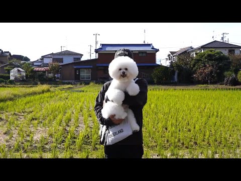 鎌倉観光してトリミングに行く愛犬と過ごす休日VLOG