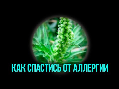 Как вылечить аллергию на АМБРОЗИЮ🌿 и её симптомы. Прощай ПОЛЛИНОЗ🖐🏻