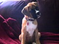 Boxer Puppy Head Tilt