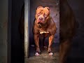 Dog evolution ☠️ #viral #pitbull #dog #doberman #canecorso #shorts