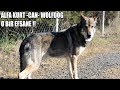 ALFA KURT ( CAN ) WOLFDOG - O BİR EFSANE !! ( Czechoslovakian WolfDog ) Çekoslovak kurt köpeği