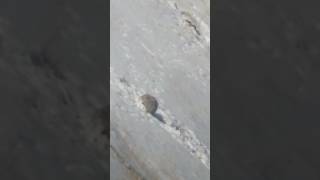 Exploding bunny