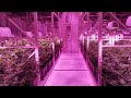American Cannabis Company Grows In SoHum Living Soils