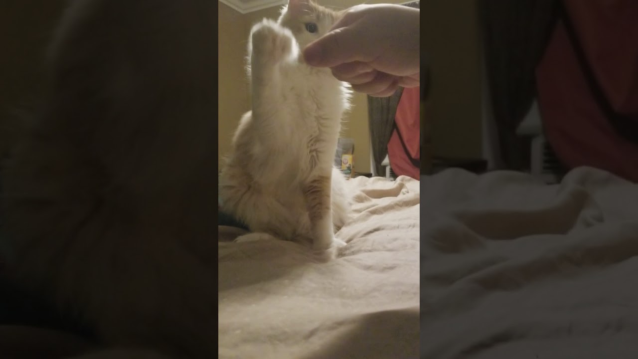 Cat High Five Fist Bump