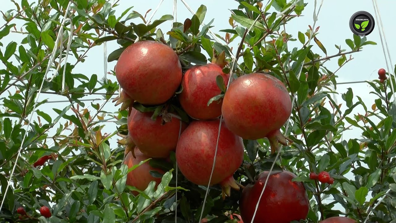 ಬಾಡಿಗೆ ನೆಲದಲ್ಲೂ ಕೋಟ್ಯಾಂತರ ರೂಪಾಯಿ ಆದಾಯ ತಂದ ದಾಳಿಂಬೆ - ಶ್ರೀ ಮಾದೇಶ | Crores From Pomegranate Farming