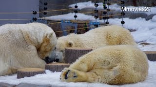 ポロロのふて寝
