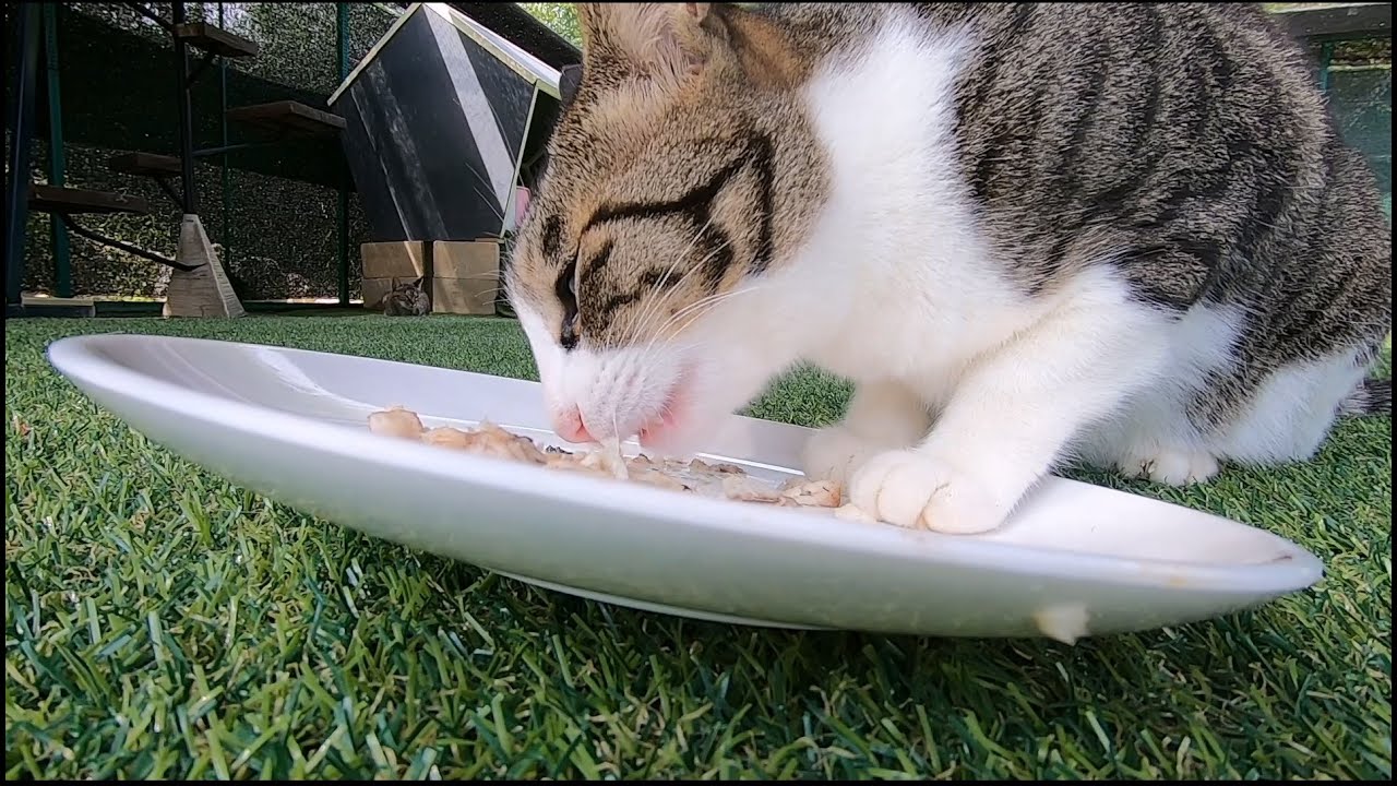 고양이들의 붕어 먹방