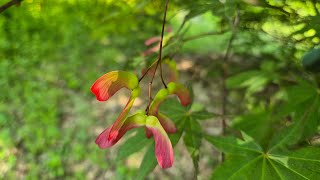 일본목련꽃도 만났어요- 아카시아 향기 바람에 날리고 단풍나무 열매도 빨갛게 익어가요 #일본목련꽃 #아카시아 #단풍나무열매 #숲의언어 #숲에서한나절