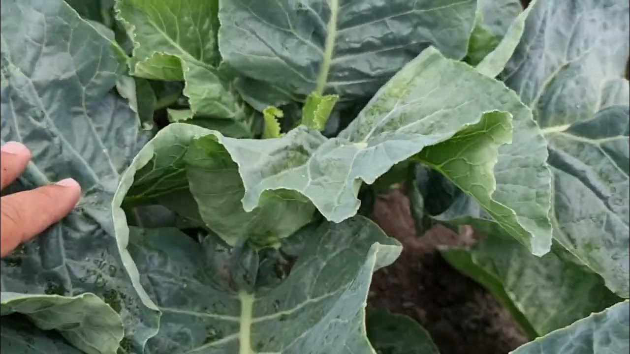 Овощи Растут. Цветная капуста Форталеза, месяц после высадки рассады ...